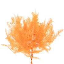 Produkt Gałązka paproci, paproć konserwowana, suszona dekoracja do kompozycji, 60cm, 10 szt.