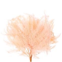 Produkt Suszone liście paproci, ozdoba z paproci do wazonów, 60 cm, 10 szt.
