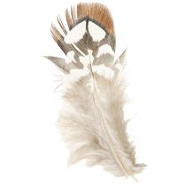 Produkt Pióra bażantowe do rękodzieła, brązowe nakrapiane, 4-9 cm, 60 sztuk