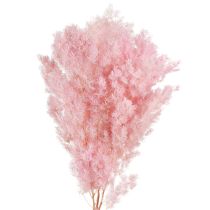 Produkt Szparagi piórkowe Szparagi dekoracyjne różowe 55-70cm 100g