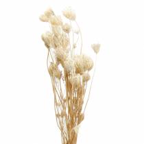 Bielone suszone kwiaty kopru włoskiego 100g