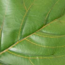 Produkt Sztuczny Ficus lyrata 120 cm dekoracyjny do salonu