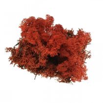 Mech dekoracyjny czerwony Siena naturalny mech do rękodzieła, suszony, barwiony 500g