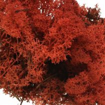 Produkt Mech dekoracyjny czerwony Siena naturalny mech do rękodzieła, suszony, barwiony 500g