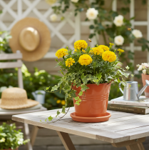 Produkt Dekoracyjne metalowe wiadro/doniczka, pomarańczowo-brązowe, Ø16 cm, wys.14,5 cm, 1,6 l