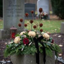 Produkt Glabrum Leucospermum Suszone Kwiaty 25-40cm 25 szt.