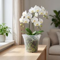 Produkt Doniczka plastikowa „Irys” przezroczysta Ø17cm 1 szt