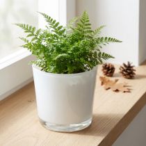 Produkt Szklana doniczka biała Ø11,5 cm W11 cm