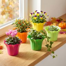 Produkt Plastikowa donica, kolorowa, asortyment. Ø9cm 10 sztuk