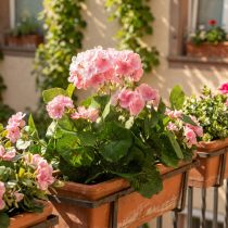 Produkt Sztuczny kwiat geranium Różowy krzew geranium sztuczny 7 kwiatów W38cm