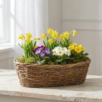 Produkt Naturalna doniczka do sadzenia winorośli, owalna, 40x19x11,5 cm