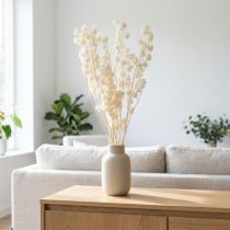 Produkt Miechunka suszona bielona, dekoracja lampionu Nicandra 75-80cm 100g