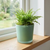 Produkt Szklana doniczka zielona sadzarka szklana wanna Ø11.5cm H11cm