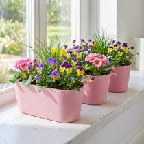 Produkt Łódka do sadzenia miska do sadzenia owalna różowa 27×11×10cm 3szt