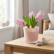 Produkt Doniczka szklana sadzarka różowa szklana wanna Ø11.5cm H11cm