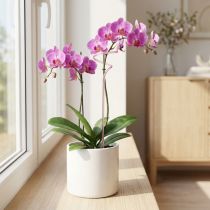 Produkt Kratka do kwiatów orchidei Pink Twister 38cm
