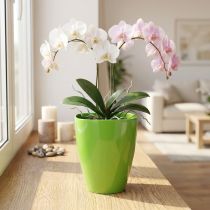 Produkt Orchidea doniczka błyszcząca Ø12,5cm limonka 1 szt