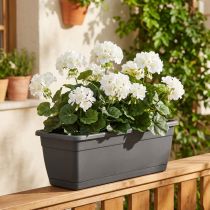 Produkt Krzew geranium biały 38cm