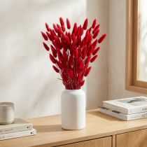 Produkt Suszona trawa z ogonka królika (Lagurus) czerwona 60 cm 50 g Suszona dekoracja kwiatowa