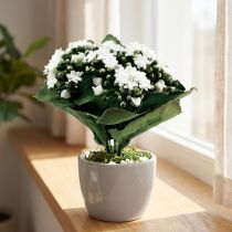 Produkt Sztuczne Kalanchoe Flaming Käthchen White 24cm