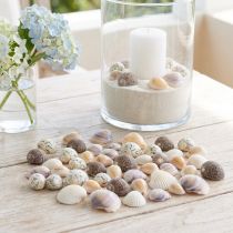 Produkt Dekoracja muszlowa mini sercówki muszle ślimaka 1–3 cm 340 g