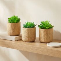 Produkt Sztuczne Sukulenty w Doniczkach Sztuczne Rośliny Różne 10cm 3szt