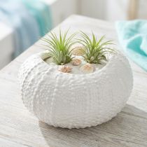 Produkt Dekoracyjna miska ceramiczna owalna morska w kolorze białym 19x15x8,5cm