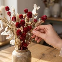 Produkt Globus amarantowy Gomphrena Globosa w kolorze ciemnoczerwonym L45cm 100g