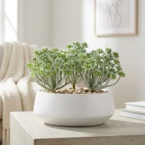 Produkt Soczysta Echeveria 17cm Szara 3 szt