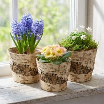 Produkt Doniczka brzozowa z kory z folią Ø15cm H13cm 3szt