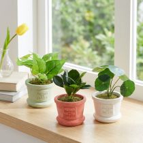 Produkt Sztuczne rośliny zielone mini rośliny w doniczce 15cm 3szt