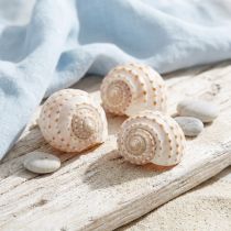 Produkt Małża Tonna Tessalata 7 szt