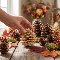 Produkt Szyszki Pinus Pinea szyszki kremowe mieszane 5-18cm 25 szt