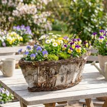 Produkt Doniczka owalna jardiniere kora brzozowa pnącza 36x13x12cm