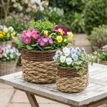 Produkt Wiklinowy Kosz Naturalny Wiklinowy Miska Roślinna Naturalny L30/22cm W20/17cm Zestaw 2