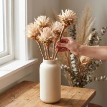 Produkt Leucospermum Plumosum Silver Tree Blossoms Jasny 25 szt