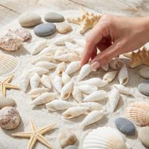 Produkt Dekoracyjne ślimaki białe, ślimak morski naturalna dekoracja 2-5cm 1kg