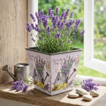 Produkt Doniczka z motywem lawendy, kwadratowa doniczka dekoracyjna, doniczka plastikowa wys. 13 cm szer. 13,5 cm