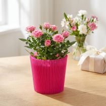 Produkt Mankiety plisowane Cerise 14,5cm 100 sztuk