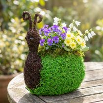 Produkt Sadzarka Snail Vine Naturalna, Zielona 21x14cm W26cm