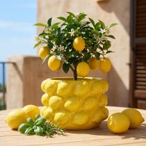 Produkt Doniczka cytrynowa ceramiczna żółta Ø18,5cm W12cm