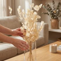 Produkt Suszony liść srebrny Lunaria Champagne 65-70cm 20g
