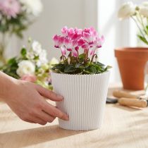 Produkt Mankiety plisowane białe 10,5cm 100 sztuk
