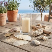 Produkt Ostrygi capiz plastry w siatce naturalne 3,5–9,5 cm 2szt