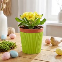 Produkt Mankiety plisowane do donic jasnozielone 14,5cm 100 sztuk