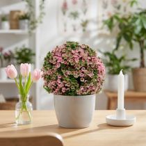 Produkt Dekoracyjna kula różowa zielona roślina kulkowa Ø15cm 1 szt