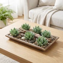 Produkt Soczysta Echeveria Ø6,5cm D11cm 6 szt