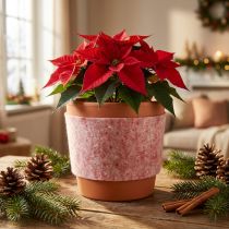 Produkt Filcowa wstążka, 100% wełna, dwukolorowa, jako podkładka pod garnek, filcowa wstążka biało-czerwona, 15 cm x 5 m