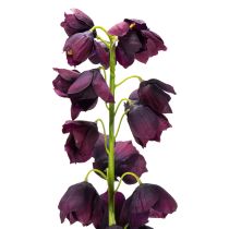 Produkt Realistyczna replika fritilaria do eleganckich kompozycji i bukietów 78 cm