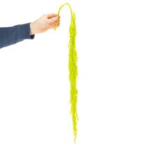 Produkt Suszone kwiaty z liszy, barwione, do wyjątkowej dekoracji wnętrz i wyjątkowych akcentów, 100 cm, 5 sztuk